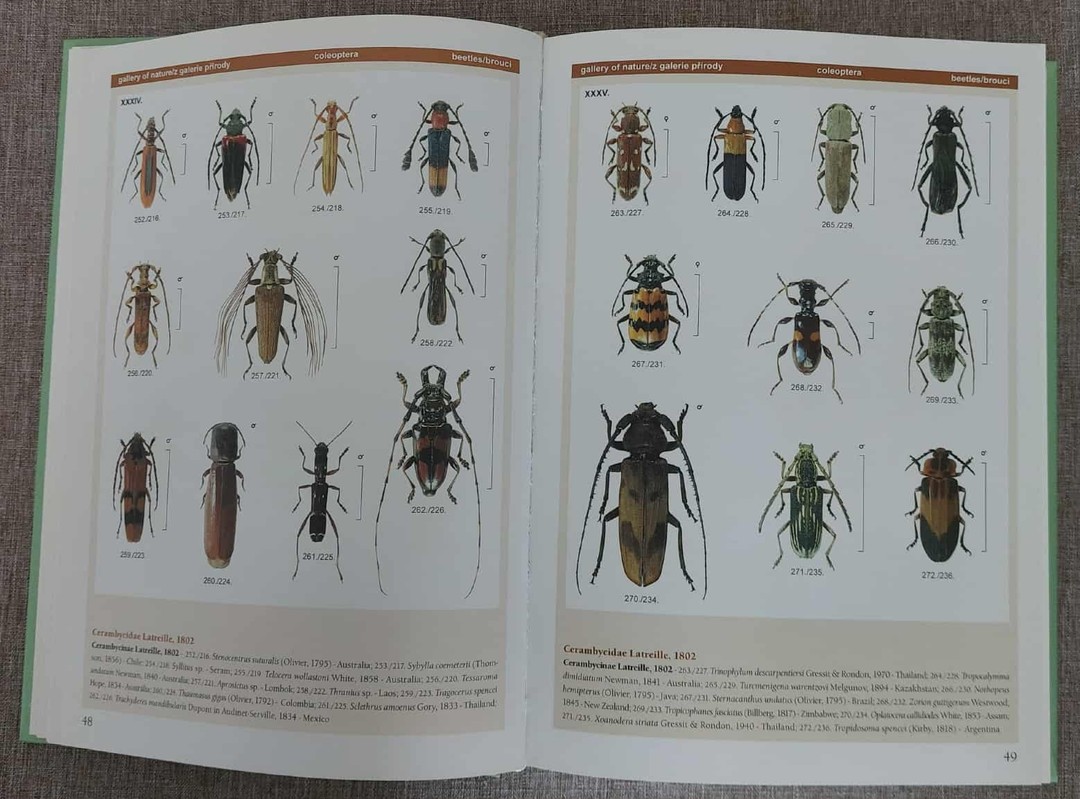 Tesaříci / Long-horned beetles tweedehands kopen - €14,00 | Books in ...