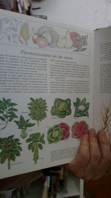bookImage