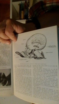 bookImage